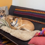 Descubren a un perro paseando con mano humano en Chemax, Yucatán