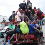Protegerán 10 mil nidos de flamenco americano en Yucatán