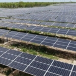 Alerta en playas de Progreso, Yucatán por ataque de mantarrayas que huyen de la marea roja