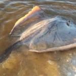 Rescatan a 60 turistas de embarcación que naufragó en Chetumal