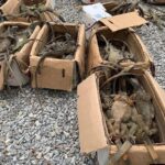 Polémica en redes por video que altera hábitat de flamingos