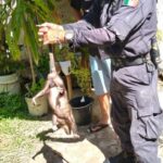 Colapso de escaleras en edificio habitacional provoca evacuación de familias en Corales