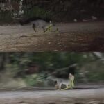Exigen justicia por “Güero”, querido perro comunitario hallado sin vida en Yaxkukul