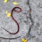 Pleito legal por custodia y divorcio habría detonado ataque contra mujer cubana en Las Américas