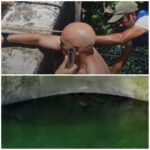 Manatí sorprende a turistas y pescadores tras aparecer en costas de Progreso y Chicxulub Puerto