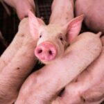 Psoriasis puede afectar más que la piel; IMSS Yucatán llama a detectarla y atenderla a tiempo