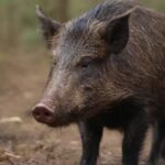 Reforestan dos hectáreas en Timucuy con 400 árboles nativos para fortalecer los ecosistemas de Yucatán