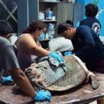 IMSS Yucatán promueve la vasectomía sin bisturí; es un método seguro, gratuito y con 99% de efectividad