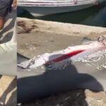Localizan en el malecón de Progreso a adulta mayor con reporte de desaparición; ya fue reunida con autoridades para su localización familiar