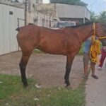 Regreso a clases en Yucatán: anuncian feria con descuentos de hasta 30% y entrada gratuita