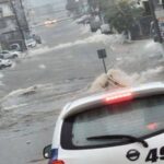 Ataque de abejas en Brisas termina en tragedia y moviliza a cuerpos de emergencia en Mérida